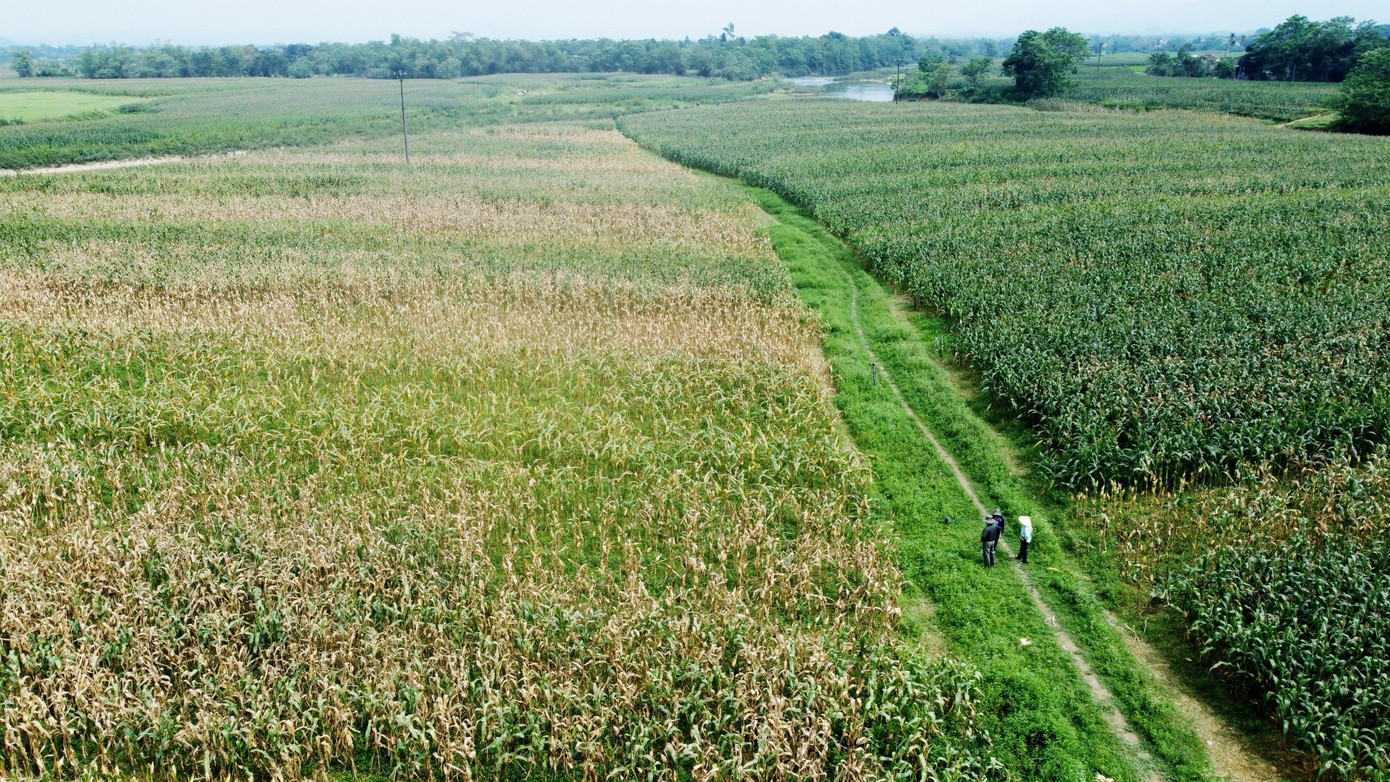 Nhiều diện tích ngô CP511 chết khô, trong khi đó giống ngô khác vẫn xanh tốt.