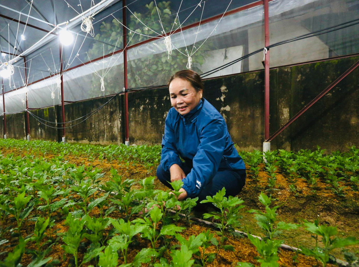 “Nếu trồng hoa thông thường không dùng điện thì ngọn nó sẽ chùn, không vươn cao được và sẽ nở rất sớm. Trong khi đó nếu hoa được phát triển ban đêm bằng ánh sáng điện, cây có thể cao 70 - 80cm, bông hoa to đạt chất lượng”, bà Nguyễn Thị Xuân (thôn Xuân Sơn, huyện Thạch Hà, Hà Tĩnh) cho biết.