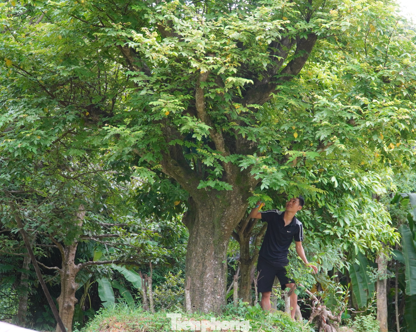 Đầu năm 2019, biến cố gia đình xảy ra khi lần lượt bố, mẹ mất trong vòng 2 tháng do mắc bệnh hiểm nghèo. Vì hai chị đã lấy chồng, nhà không còn ai, chàng trai quyết định bỏ nghề thợ điện với thu nhập khá ở thành phố Hà Tĩnh để về quê lo hương khói cho gia đình.