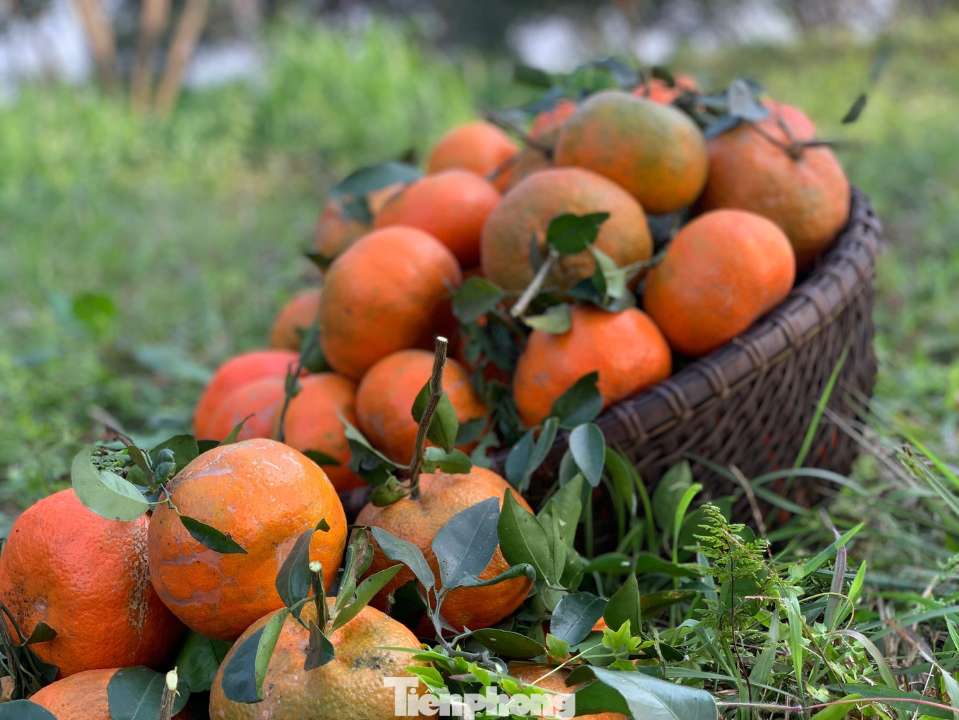 Theo người dân, giá cam bù, cam chanh đang dao động từ 35.000 - 45.000 đồng/kg, nhưng dịp Tết có thể tăng cao lên đến 50.000 - 60.000 đồng/kg. Cũng có những thời điểm trên 70.000/kg. Theo người dân, giá cam bù, cam chanh đang dao động từ 35.000 - 45.000 đồng/kg, nhưng dịp Tết có thể tăng cao lên đến 50.000 - 60.000 đồng/kg. Cũng có những thời điểm trên 70.000/kg.