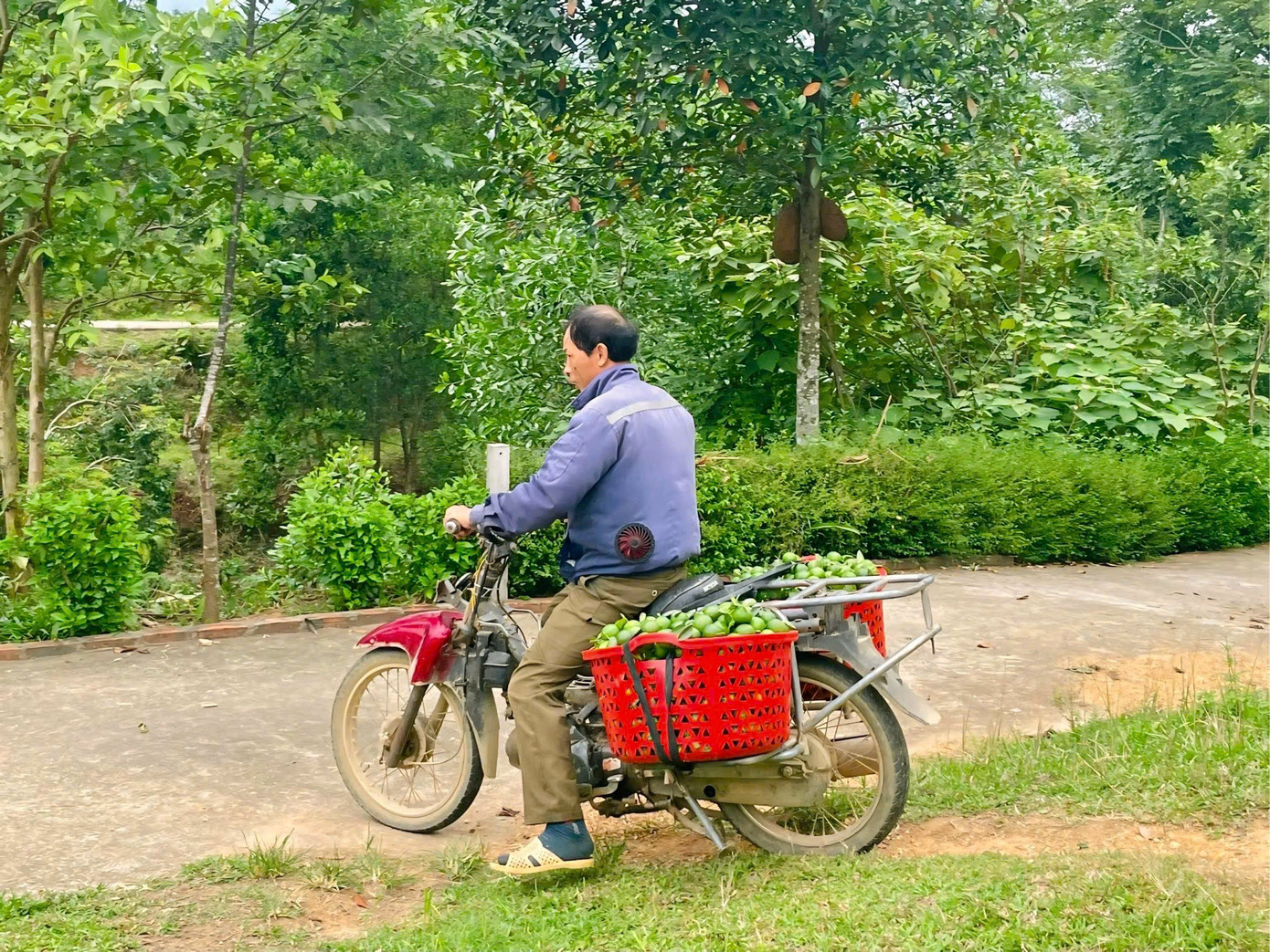 Chanh được người dân thu hoạch bán cho thương lái. Chanh được người dân thu hoạch bán cho thương lái.