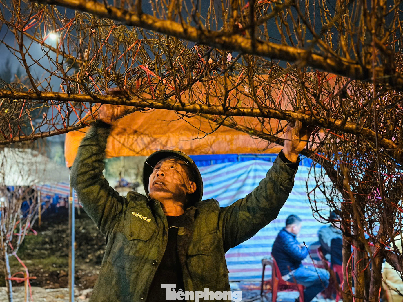 Ông Nguyễn Như Văn dựng lán bên vỉa hè canh đào bán Tết. Ông Nguyễn Như Văn dựng lán bên vỉa hè canh đào bán Tết.