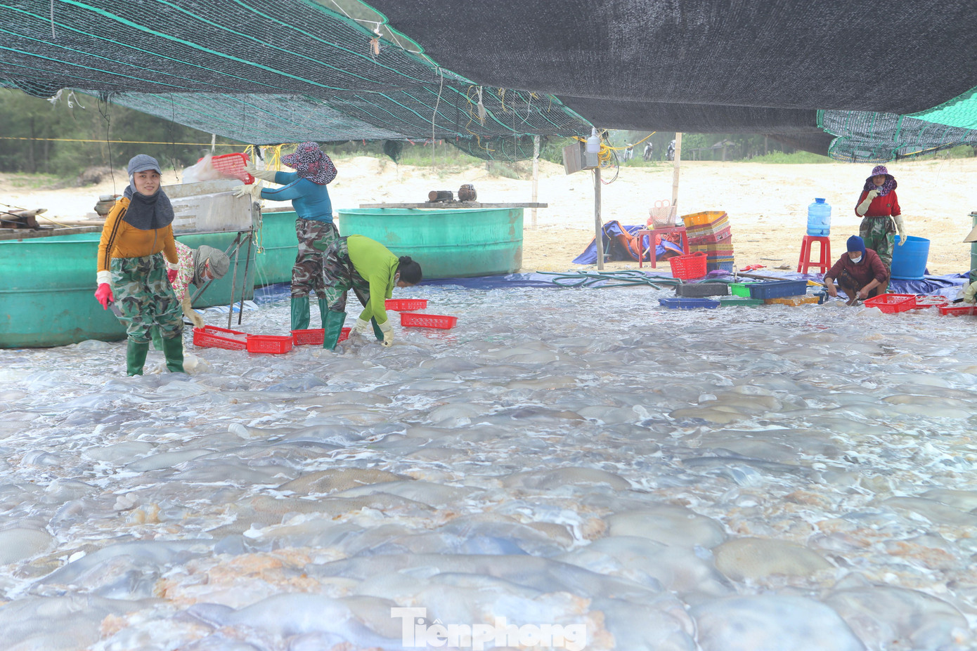 Sứa sau khi đưa vào bờ sẽ được thương lái thu mua và chế biến ngay tại bờ biển.