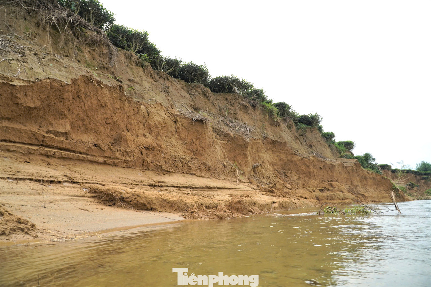 Thống kê, sạt lở sông những năm qua đã ảnh hưởng đến khoảng 10ha chè ven sông Ngàn Phố. Trong đó, diện tích chè đã bị cuốn trôi xuống sông ước tính khoảng 6ha.