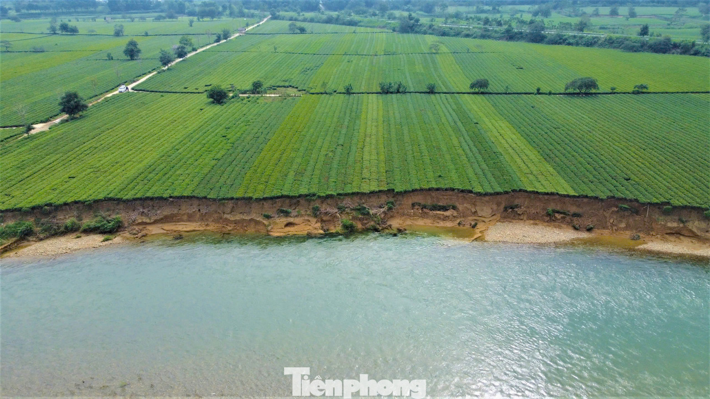 Nhìn từ trên cao, những cây chè xanh mướt bị sạt lở trôi xuống sông khiến người dân rất xót xa.