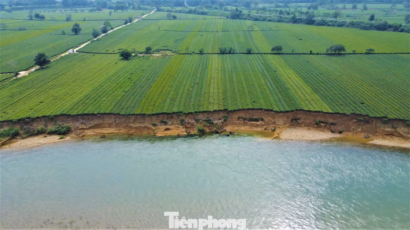 Nhìn từ trên cao, những cây chè xanh mướt bị sạt lở trôi xuống sông khiến người dân rất xót xa.