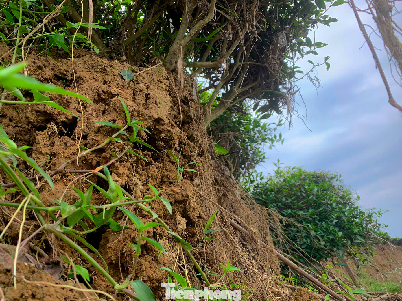 Người dân trồng chè cho biết, nếu không có giải pháp xây kè ngăn chặn, không lâu nữa toàn bộ diện tích đất khu vực này sẽ dần biến mất. Bà con không chỉ mất tư liệu sản xuất mà nguồn thu nhập sau nhiều năm xây dựng cũng cuốn theo dòng nước.