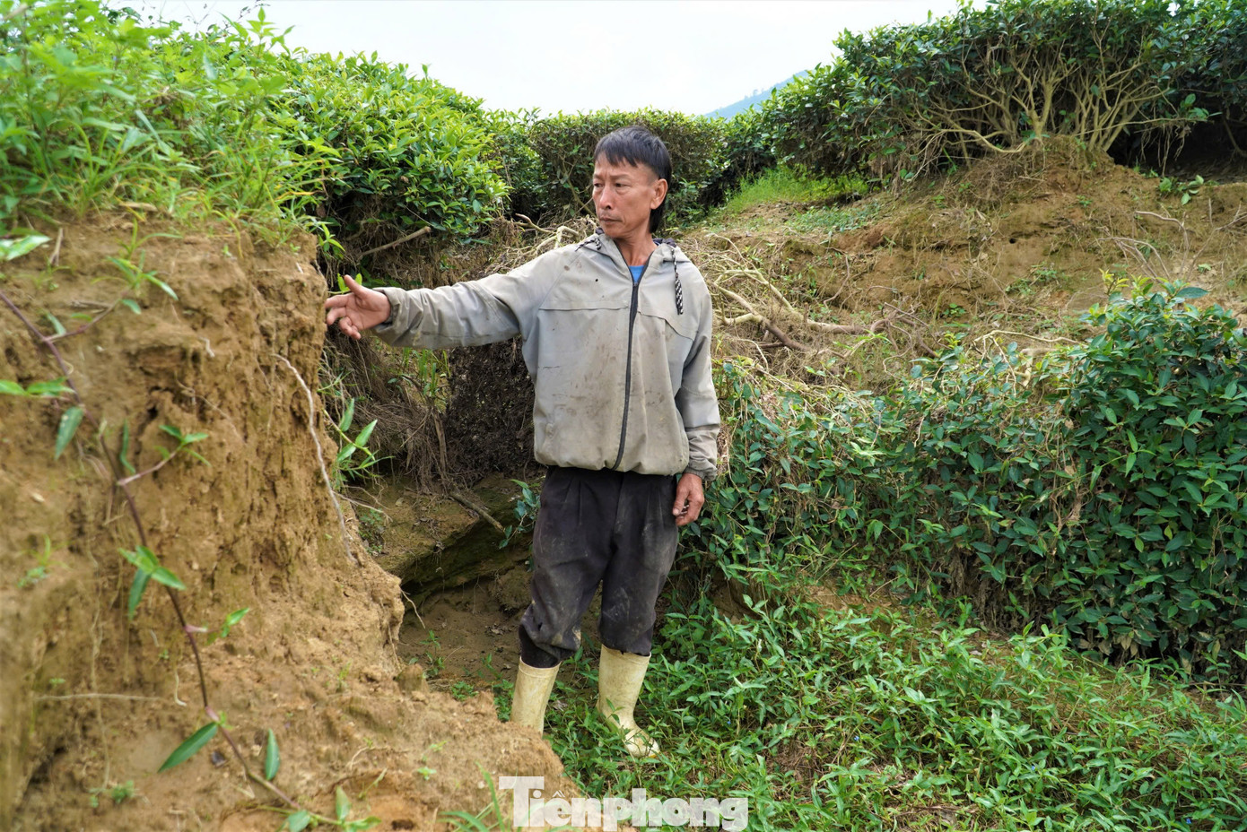 “Vào mùa mưa, đặc biệt là mỗi lần lũ đi qua là nước sông lại lấn sâu, cuốn đi nhiều diện tích đất trồng chè của người dân. Hiện tại vùng này nhiều hộ đã mất gần nửa diện tích. Giờ người dân chỉ mong sớm có phương án kè bờ sông để chống sạt lở, giữ đất canh tác. Nếu kéo dài nguy cơ cả vùng này bị cuốn trôi hết”, ông Nguyễn Huy Hoàng (52 tuổi, trú thôn Tiền Phong) cho biết.
