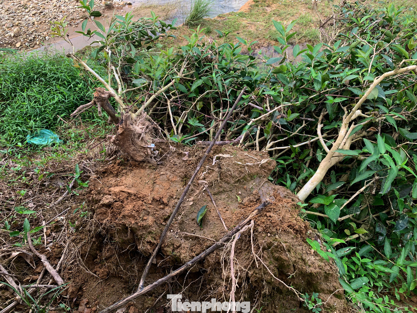 Hàng loạt cây chè trồng sát bờ sông Ngàn Phố bị sạt lở, nước cuốn đất để lại gốc trơ trọi, không thể phục hồi.