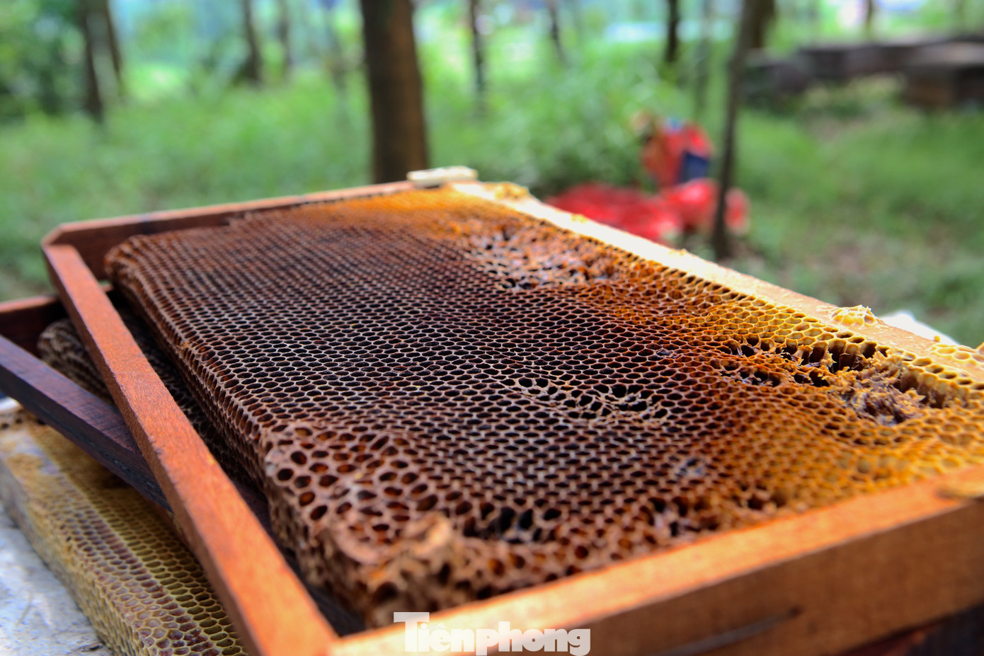 Sáp ong sau khi lấy mật.