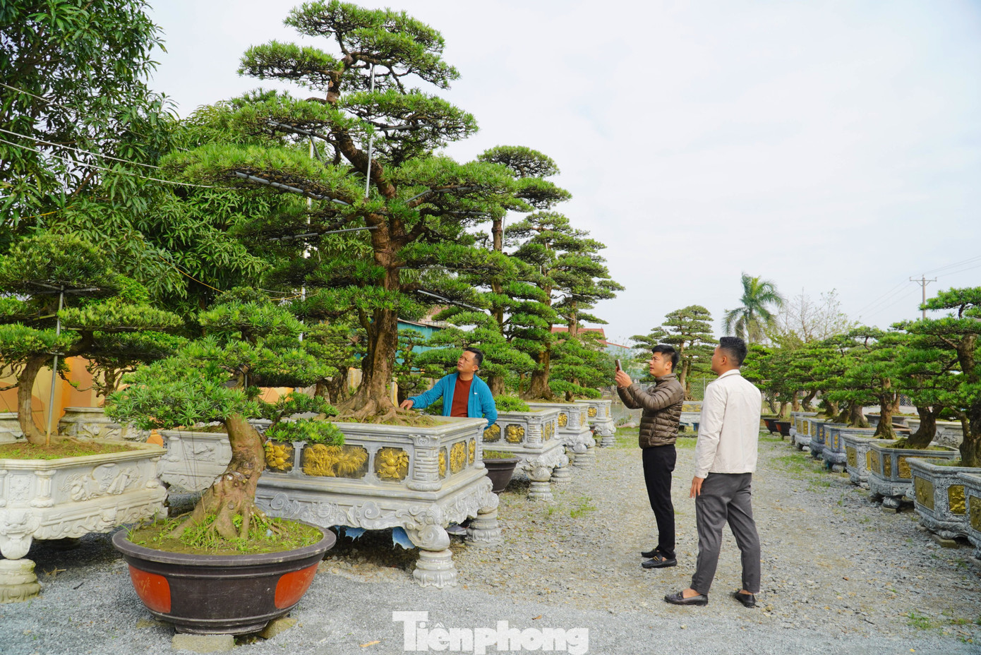 Những ngày qua, thị trường hoa, cây cảnh tại thành phố Hà Tĩnh trở nên nhộn nhịp hơn. Ngoài những gốc mai, đào “khủng”, năm nay tùng La Hán cũng thu hút khách đến mua.