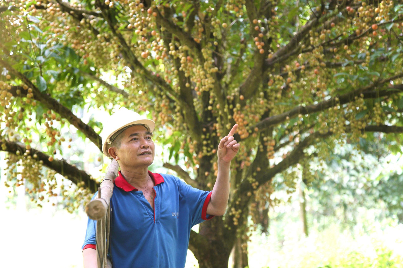 Nhà ông Trần Văn Kỳ (trú tại xã Hà Linh, huyện Hương Khê) trồng được 17 gốc dâu da, vào vụ mùa ngày nào cũng có thương lái đến hỏi mua. Những gốc dâu da này được trồng từ năm 1980 đến nay, mỗi vụ cho thu nhập hàng chục triệu đồng.
