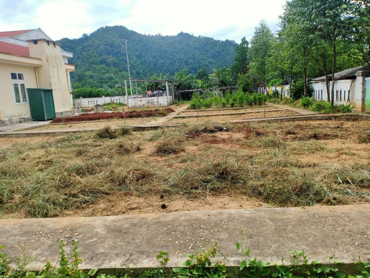 “Ra lao động nhưng mỗi người mỗi góc, cũng không đứng sát nhau để đảm bảo phòng chống dịch. Phần nữa những người ra dọn cỏ là công dân đã có xét nghiệm âm tính 2-3 lần, cũng có người chỉ còn hai ngày nữa là hết thời gian cách ly”, chị Thắng chia sẻ. Trong ảnh: Sau 2 ngày lao động, khu vườn rộng chừng 500m2 đã được dọn cỏ sạch sẽ.