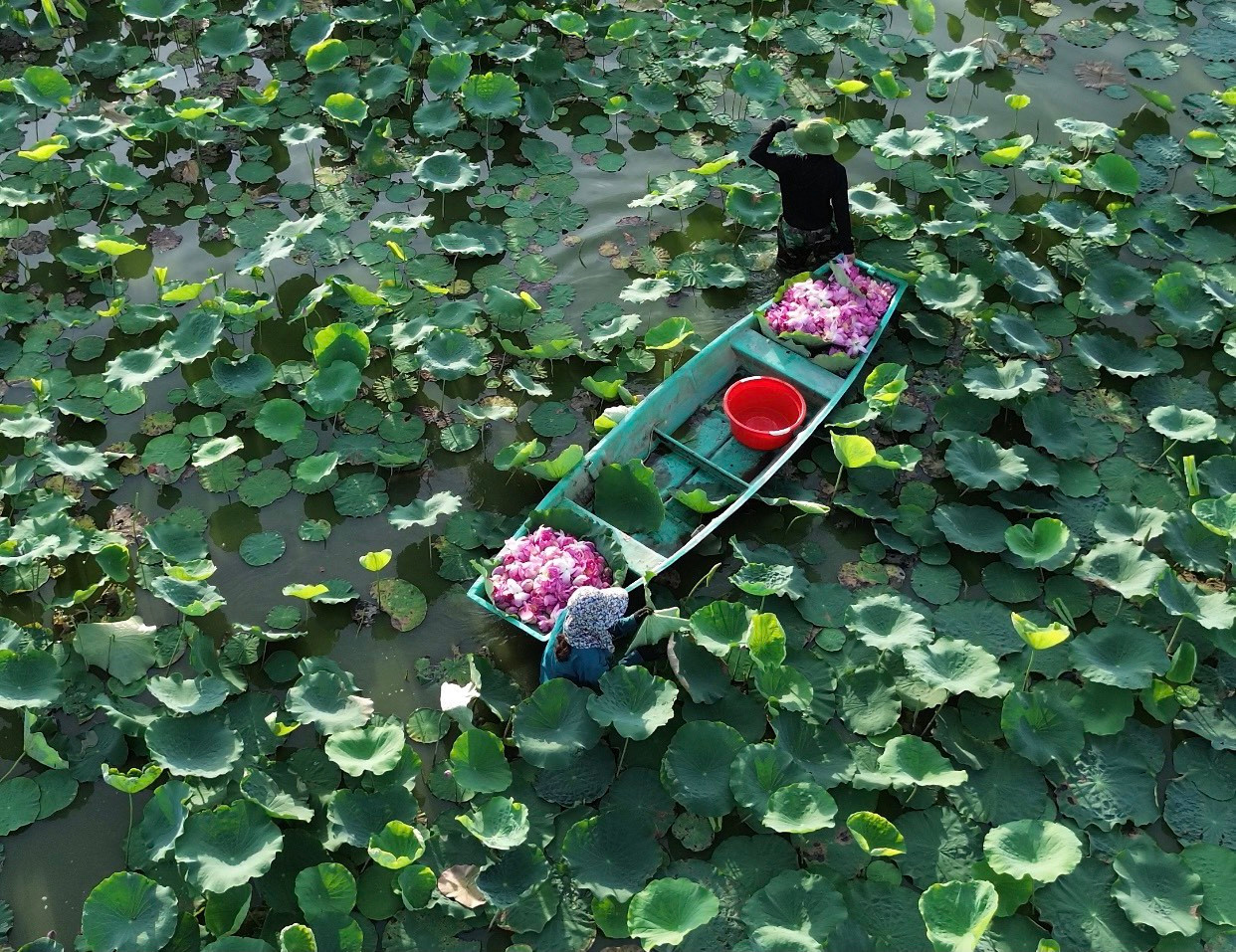 Những ngày cuối vụ, đầm sen rộng hơn 2ha tại xã Thạch Hưng, thành phố (Hà Tĩnh) vẫn nở rộ. Những bông hoa thơm ngào ngạt được người dân thu hoạch bán cho các hợp tác xã để làm nguyên liệu ướp trà sen, rượu sen. Những ngày cuối vụ, đầm sen rộng hơn 2ha tại xã Thạch Hưng, thành phố (Hà Tĩnh) vẫn nở rộ. Những bông hoa thơm ngào ngạt được người dân thu hoạch bán cho các hợp tác xã để làm nguyên liệu ướp trà sen, rượu sen.