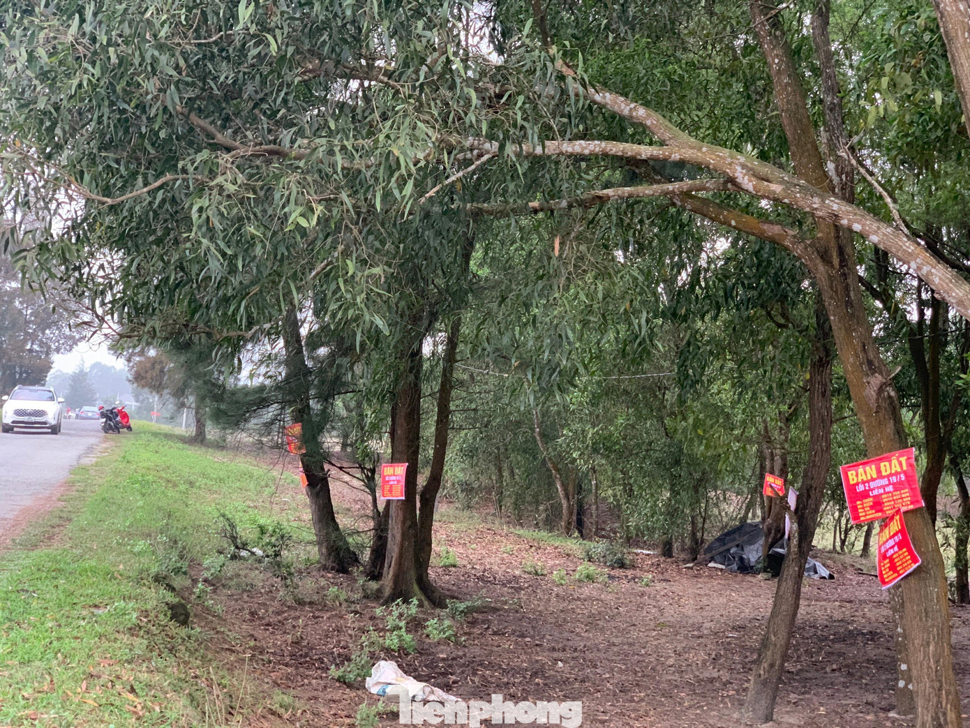 Tại dọc đường 19/5, nhan nhản biển quảng cáo bán đất được treo chi chít trên gốc cây.