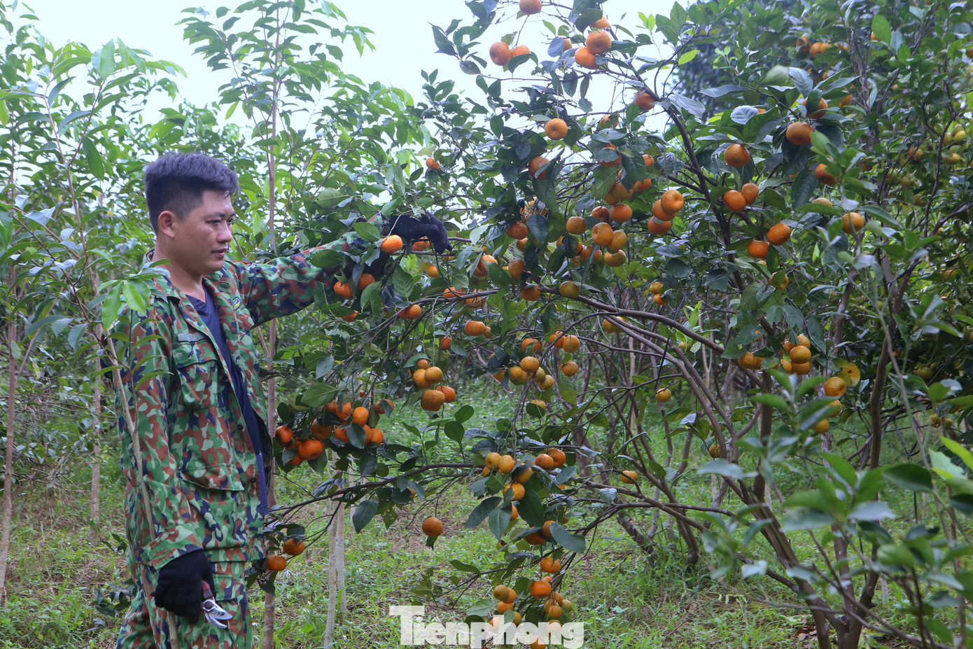 Ngoài cam chanh, cam bù, người dân còn trồng thêm cây tắt để bán quả. Đây là thứ quả được nhiều người săn lùng hỏi mua, giá bán từ 20-25 ngàn đồng/kg.