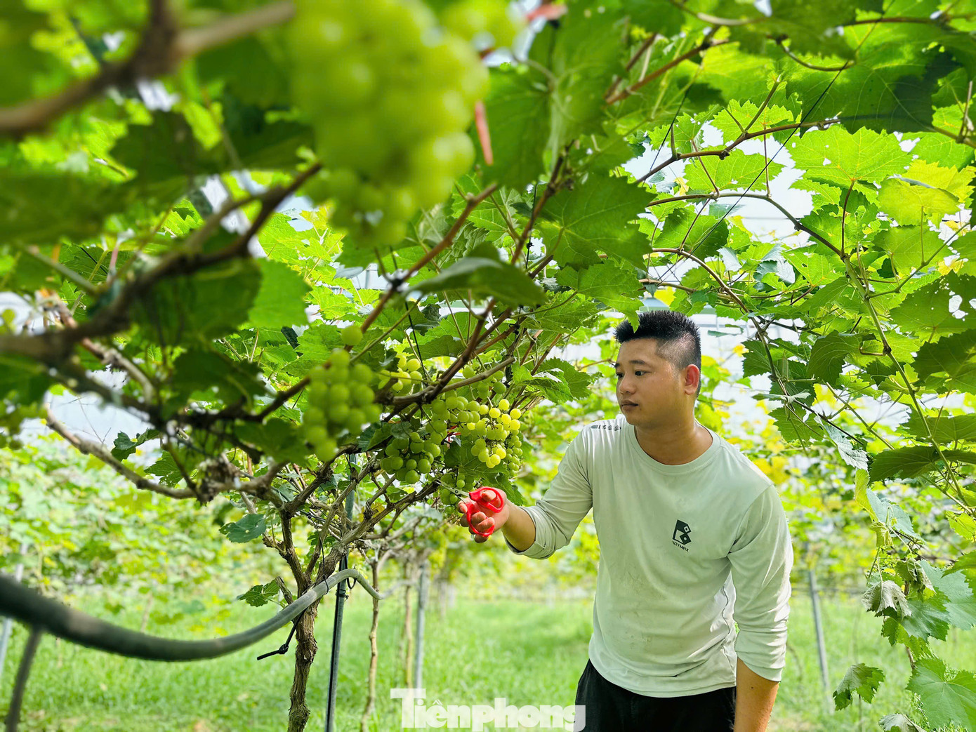 Còn giống nho mẫu đơn đến nay đã qua 3 năm trồng, cũng phát triển tốt, cho thu nhập cao.