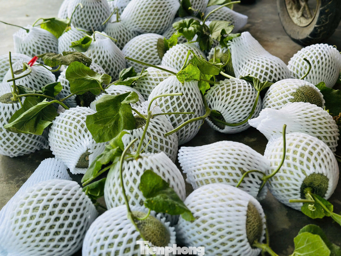 Dưa lưới tại vườn anh Lữ Văn Anh đang vào vụ thu hoạch. Vì trồng theo hướng hữu cơ nên được khách hàng tin tưởng, lựa chọn, thu hoạch đến đâu tiêu thụ đến đó.