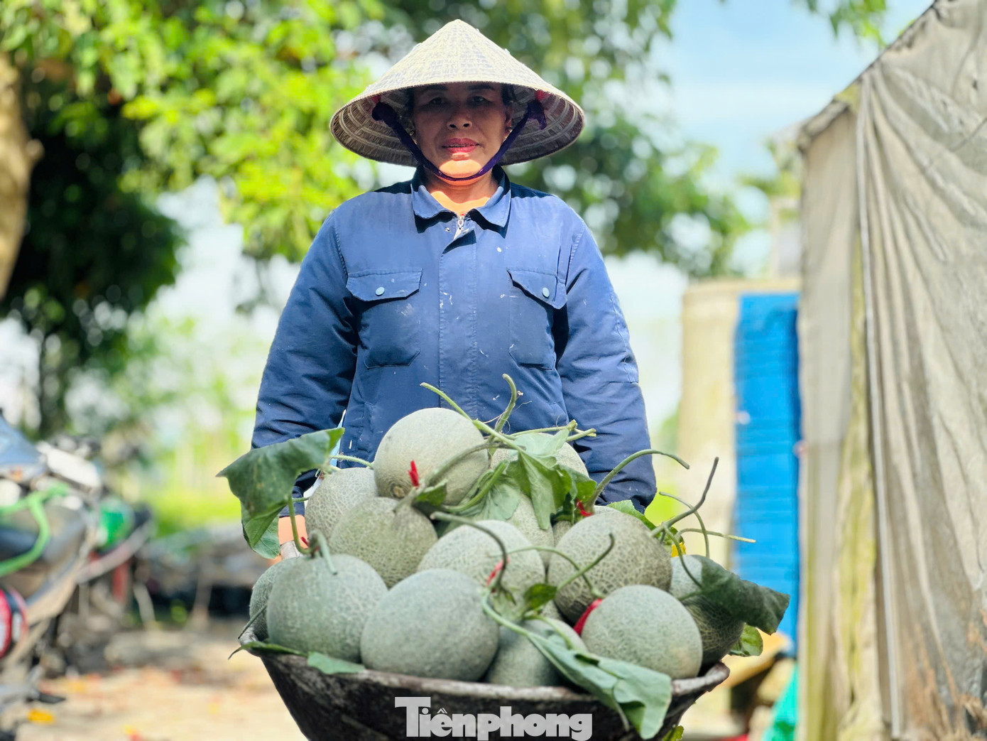 Dưa lưới tại vườn anh Lữ Văn Anh đang vào vụ thu hoạch. Vì trồng theo hướng hữu cơ nên được khách hàng tin tưởng, lựa chọn, thu hoạch đến đâu tiêu thụ đến đó.