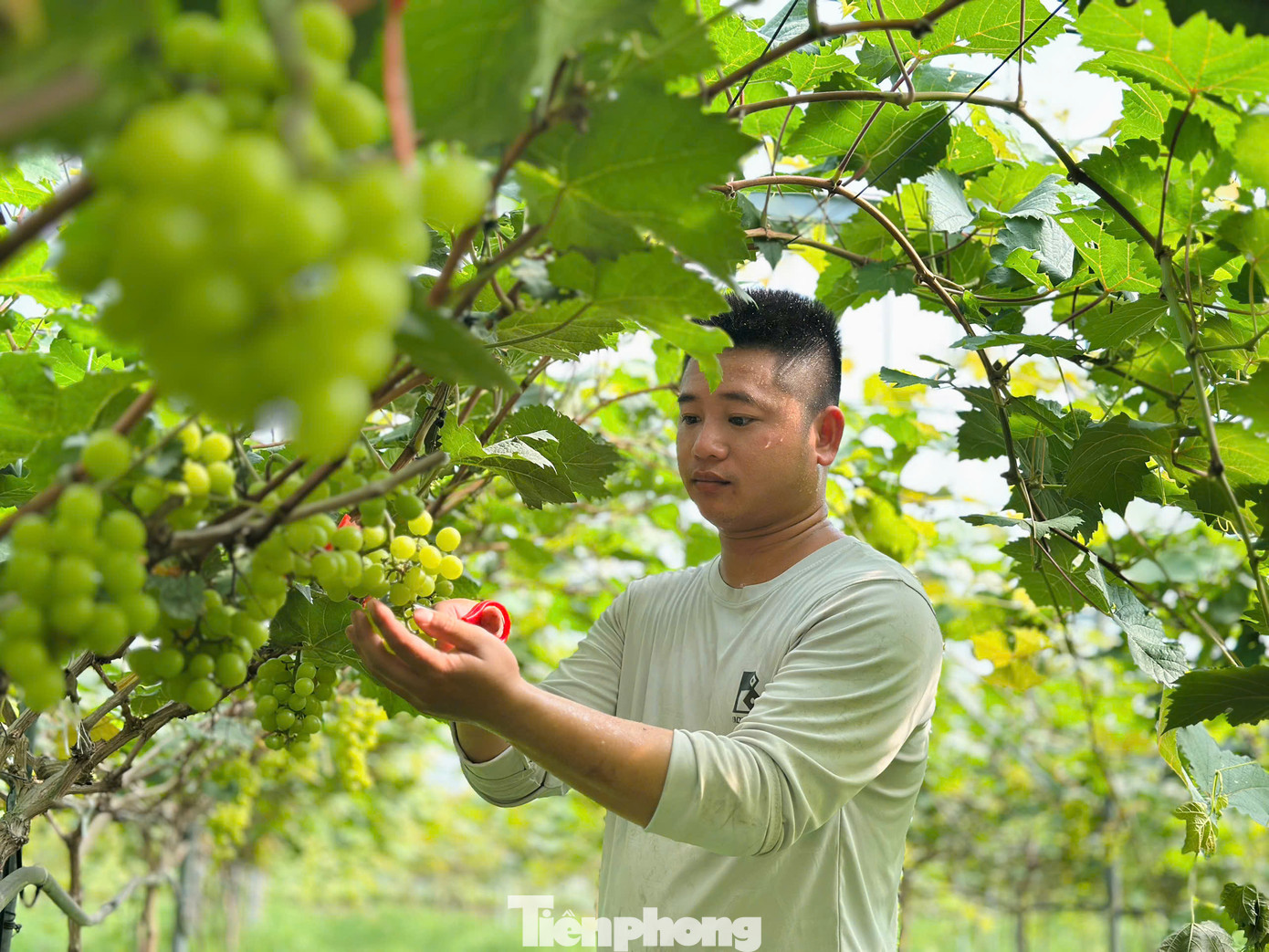"Trên mảnh đất hoang hóa, sau khi xây dựng mô hình trồng dưa lưới, nho đã đạt được nhiều thành công. Dù gặp nhiều thất bại do thời tiết, phần vì thiếu kinh nghiệm nhưng đến nay nhờ được áp dụng kỹ thuật cơ bản, các vụ dưa, nho đều thuận lợi", anh Lữ Văn Anh chia sẻ.