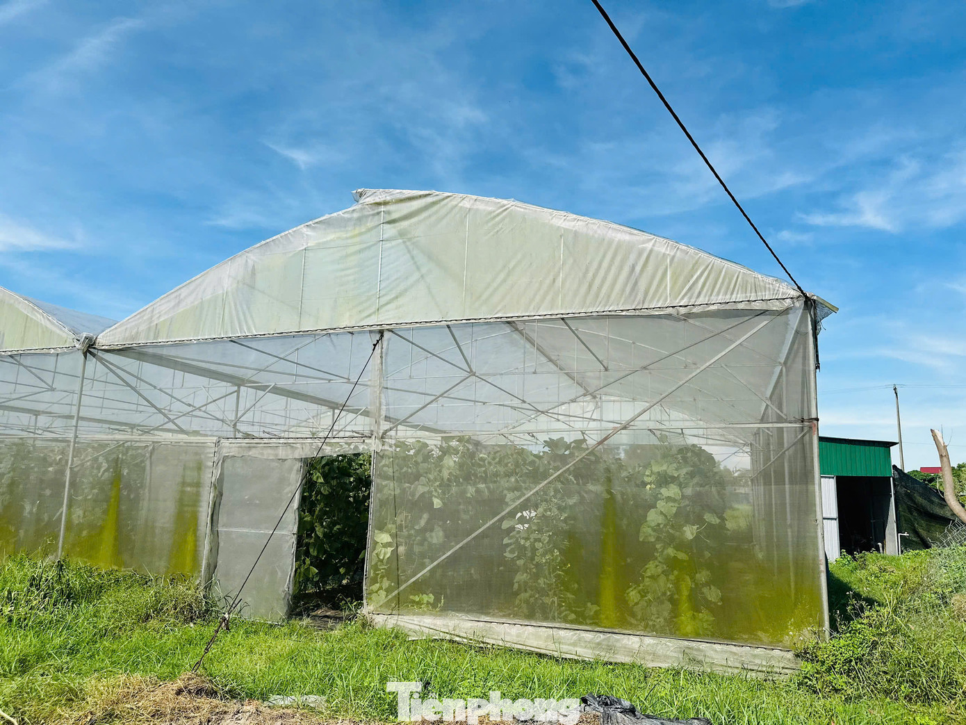 Hiện nay, anh cùng các thành viên trong HTX thuê lại khu đất rộng khoảng 1ha để trồng dưa và giống nho mẫu đơn. Để thực hiện mô hình, anh cùng nhóm thành viên trong HTX làm 6 nhà lưới trồng dưa, 1 nhà lưới trồng giống nho mẫu đơn.