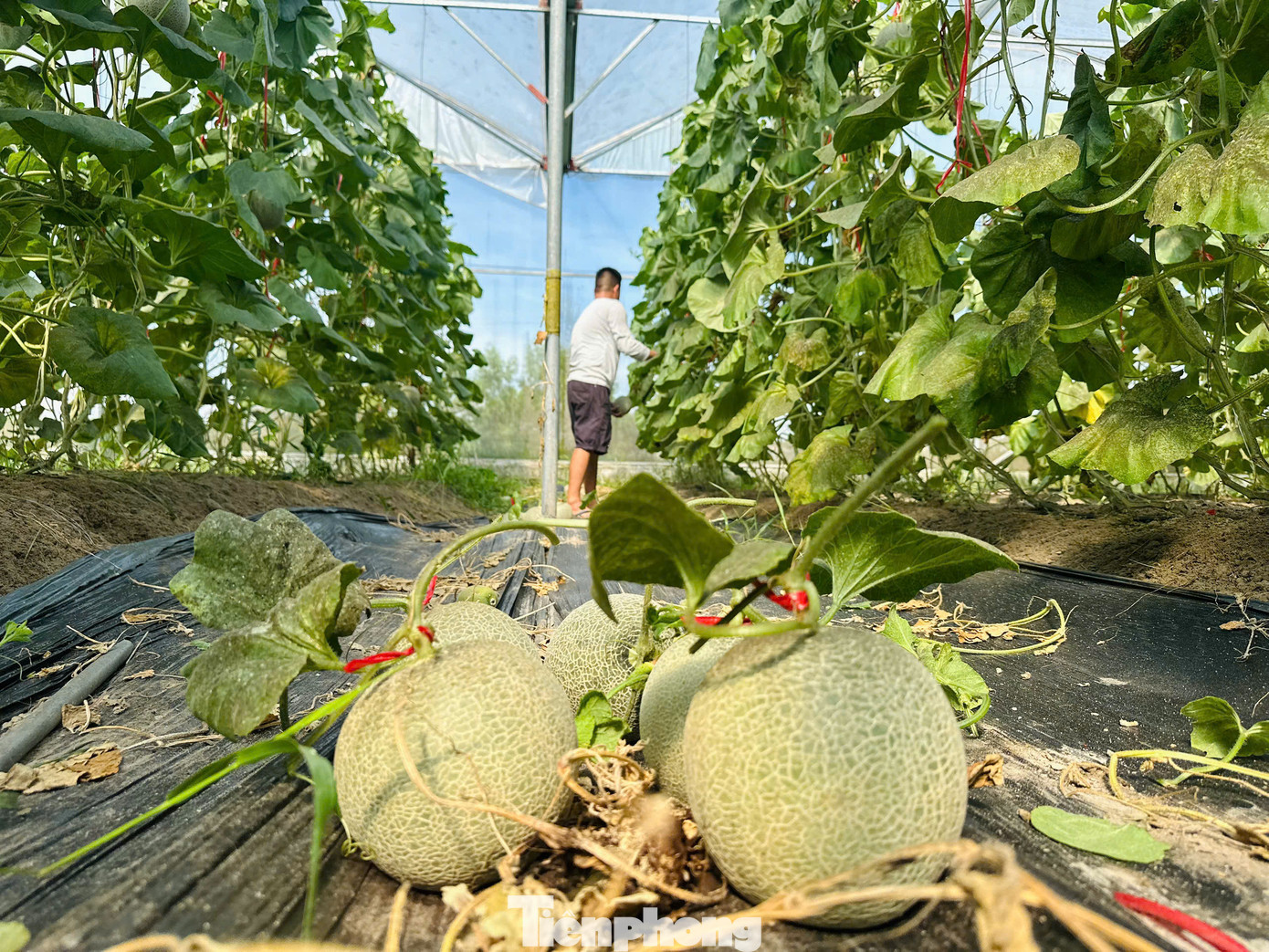 Hiện nay, anh cùng các thành viên trong HTX thuê lại khu đất rộng khoảng 1ha để trồng dưa và giống nho mẫu đơn. Để thực hiện mô hình, anh cùng nhóm thành viên trong HTX làm 6 nhà lưới trồng dưa, 1 nhà lưới trồng giống nho mẫu đơn.