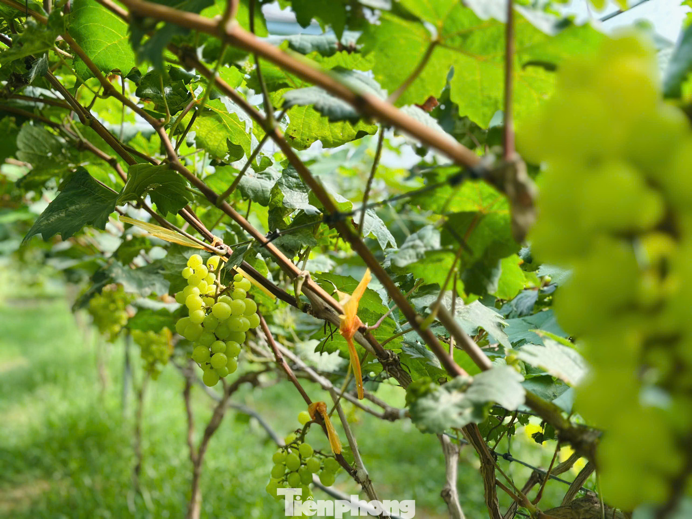 "Trên mảnh đất hoang hóa, sau khi xây dựng mô hình trồng dưa lưới, nho đã đạt được nhiều thành công. Dù gặp nhiều thất bại do thời tiết, phần vì thiếu kinh nghiệm nhưng đến nay nhờ được áp dụng kỹ thuật cơ bản, các vụ dưa, nho đều thuận lợi", anh Lữ Văn Anh chia sẻ.