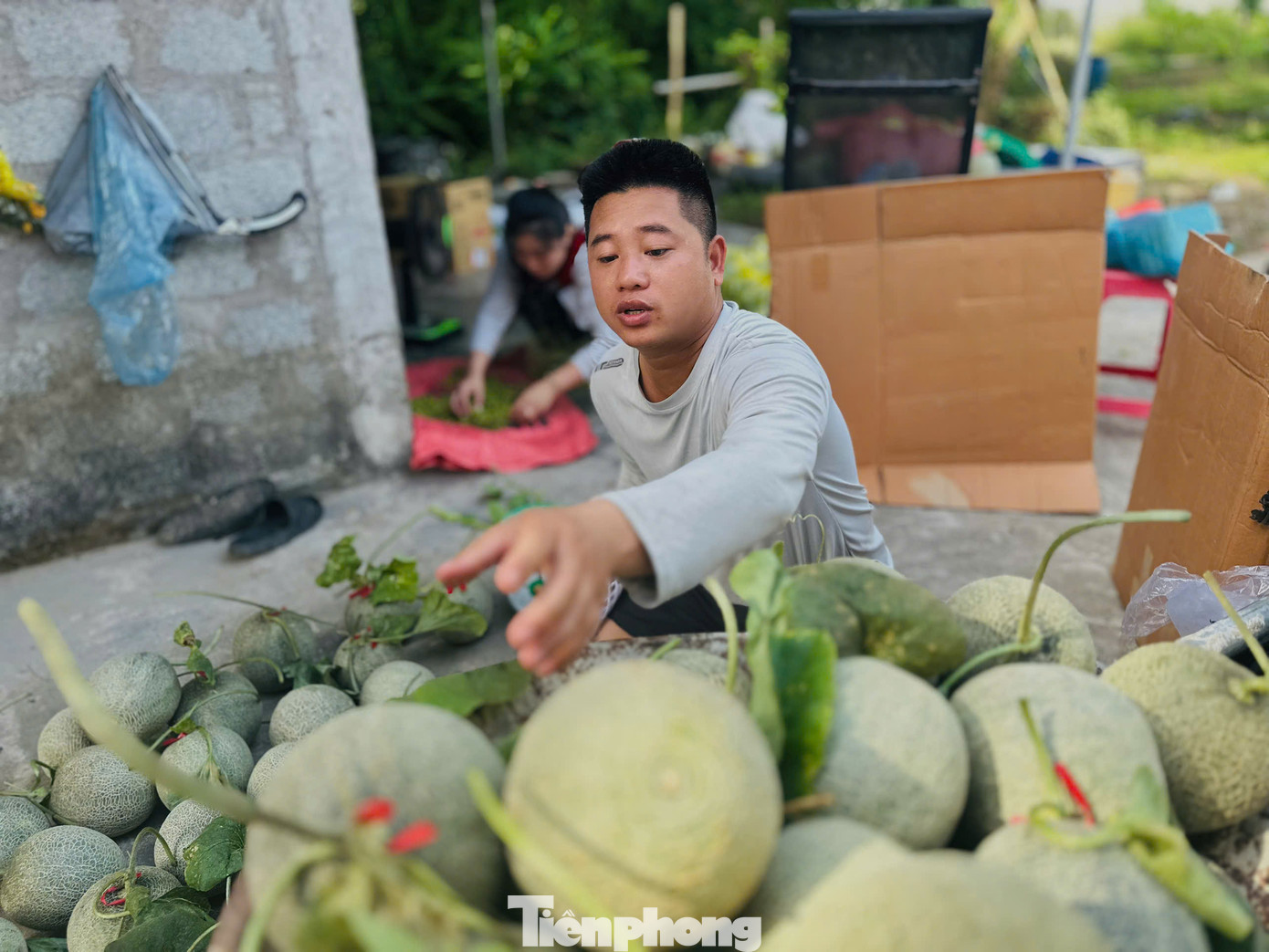 Theo thống kê, năng suất dưa lưới mỗi năm đạt khoảng 20 tấn dưa, giá bán dao động từ 35.000-40.000 đồng/kg, mô hình dưa lưới cho thu nhập khoảng 700-800 triệu đồng/năm.