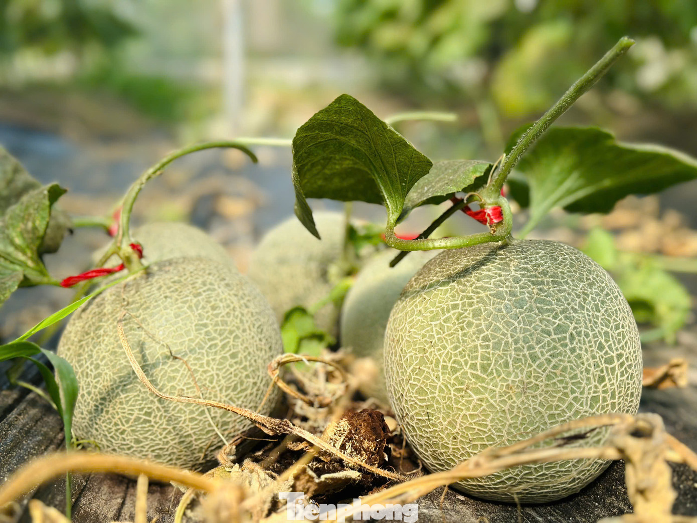 Kết thúc du học, năm 2022, anh chọn mảnh đất Hà Tĩnh làm nơi để học tập kinh nghiệm trồng thử dưa lưới trước khi về quê lập nghiệp. Tuy nhiên, nhận thấy điều kiện thời tiết tại quê nhà không phù hợp để trồng dưa lưới nên anh quyết định ở lại Hà Tĩnh, tham gia thành viên HTX trồng rau, củ quả Thạch Hạ. Sau đó anh thuê lại đất trồng rau, củ quả tại phường Thạch Hạ, thành phố Hà Tĩnh.