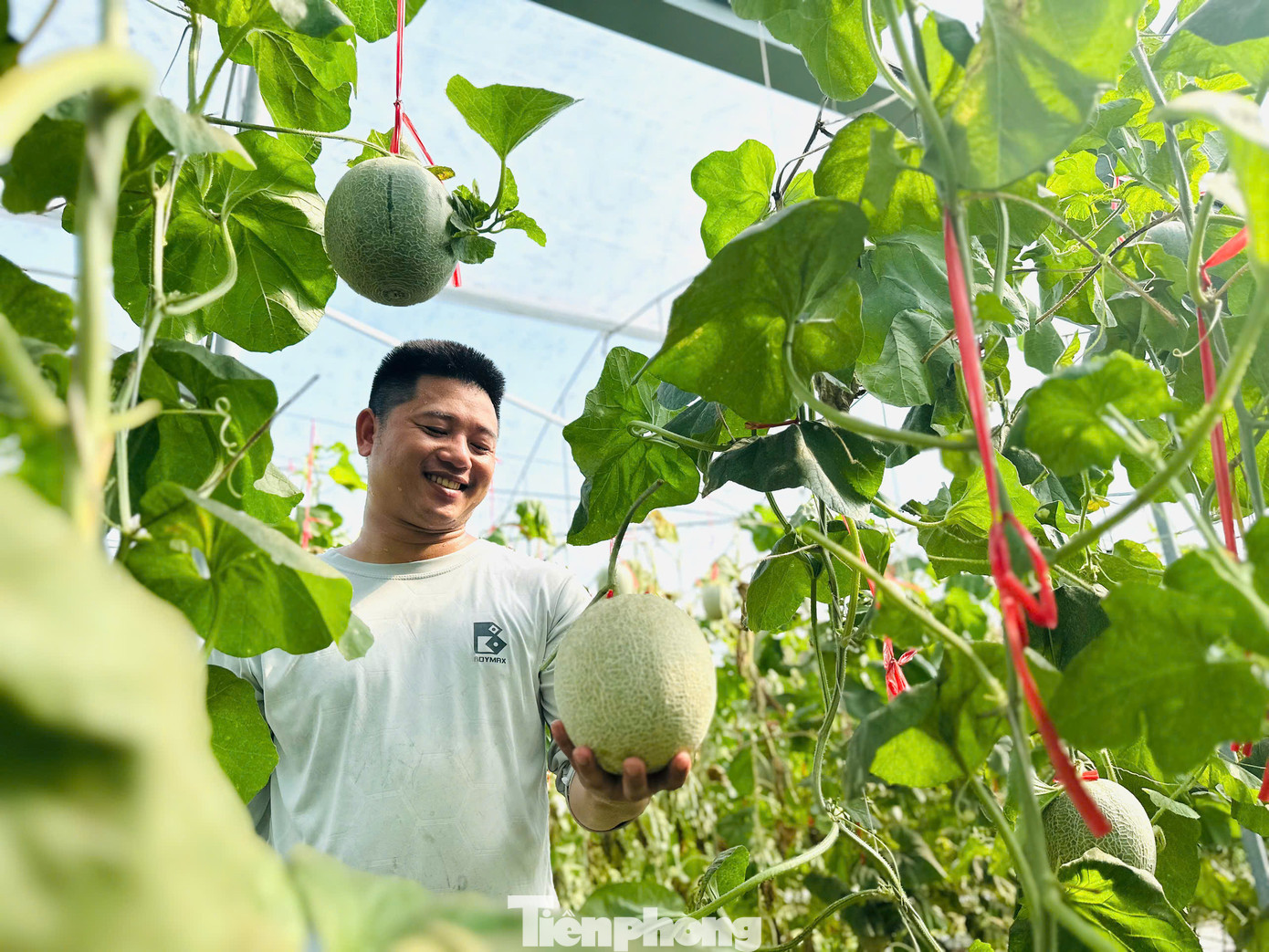 Kết thúc du học, năm 2022, anh chọn mảnh đất Hà Tĩnh làm nơi để học tập kinh nghiệm trồng thử dưa lưới trước khi về quê lập nghiệp. Tuy nhiên, nhận thấy điều kiện thời tiết tại quê nhà không phù hợp để trồng dưa lưới nên anh quyết định ở lại Hà Tĩnh, tham gia thành viên HTX trồng rau, củ quả Thạch Hạ. Sau đó anh thuê lại đất trồng rau, củ quả tại phường Thạch Hạ, thành phố Hà Tĩnh.