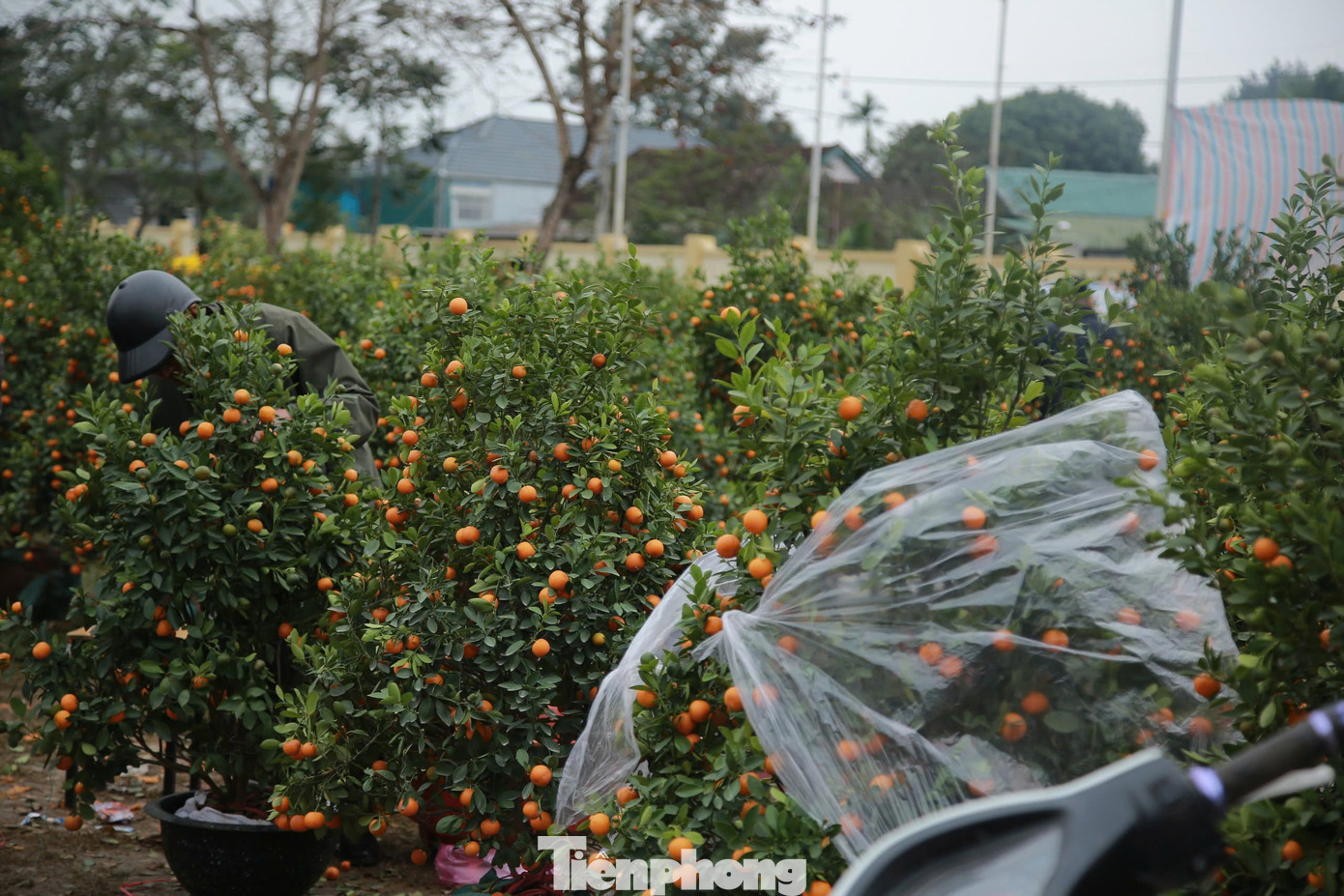 Ngày cuối cùng của năm, nhưng hàng trăm gốc quất, đào vẫn đang xếp hàng chờ khách mua. Theo nhiều tiểu thương năm nay thị trường tiêu thụ chậm, đặc biệt do thay đổi địa điểm bán cây cảnh đột ngột, nhiều người dân ở huyện Hương Khê không biết địa chỉ để đến mua nên “hàng ế” nhiều.