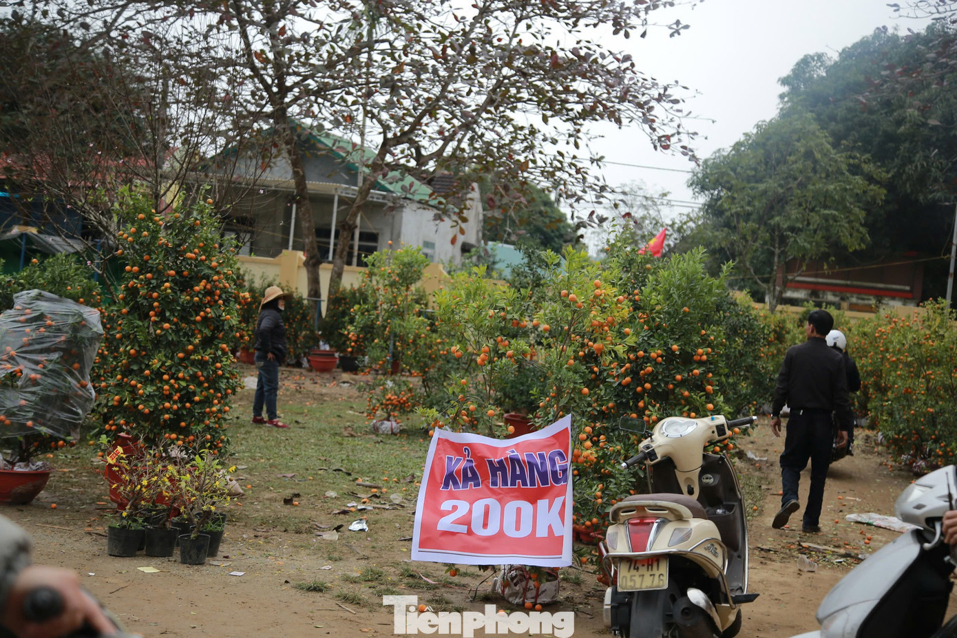 Sáng 28/1 (tức 29 Tết), ghi nhận tại điểm bán cây cảnh, hoa Tết ở huyện Hương Khê (Hà Tĩnh) các tiểu thương đồng loạt treo biển ''xả hàng'', ''đại hạ giá'' để thu hồi vốn song vẫn vắng khách mua.