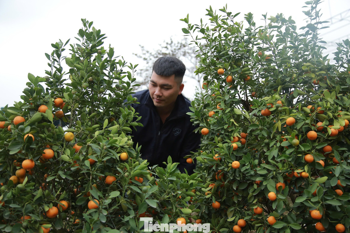 Năm nay anh Nguyễn Xuân Thao (trú xã Gia Phố, huyện Hương Khê) nhập 300 gốc quất đưa về quê để bán, nhưng đến nay vẫn còn trên 100 gốc chưa có người mua.