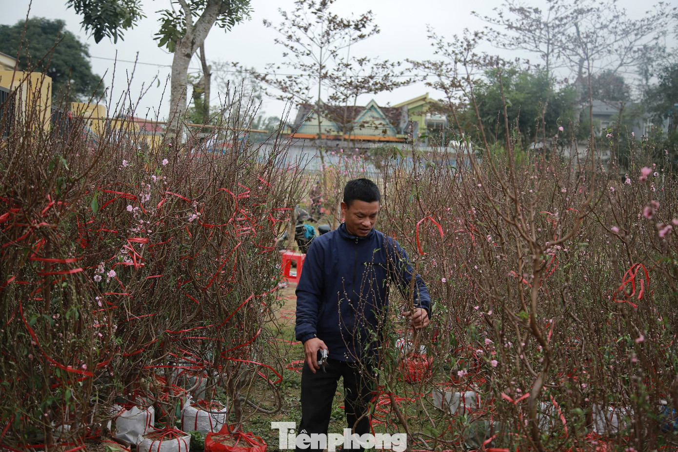 “300 gốc chưa bán được này tính ra lỗ khoảng hơn 100 triệu đồng. Năm nay thị trường tiêu thụ chậm, thời tiết không thuận lợi, nắng mưa thất thường khiến hoa nở, héo. Giờ hạ giá vẫn không có người mua, Tết này không vui nổi”, anh Thanh nói.
