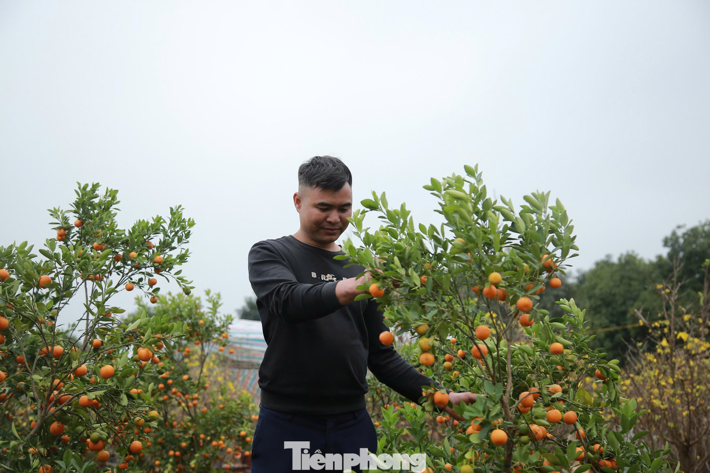 "Do không có người mua, từ sáng 28 Tết, tôi xả hàng còn khoảng 500 ngàn đồng/gốc, dù vậy vẫn không có người mua. Đến 29 Tết tôi tiếp tục đại hạ giá nhưng vẫn vắng khách, năm nay khả năng lỗ nặng", anh Thao nói.