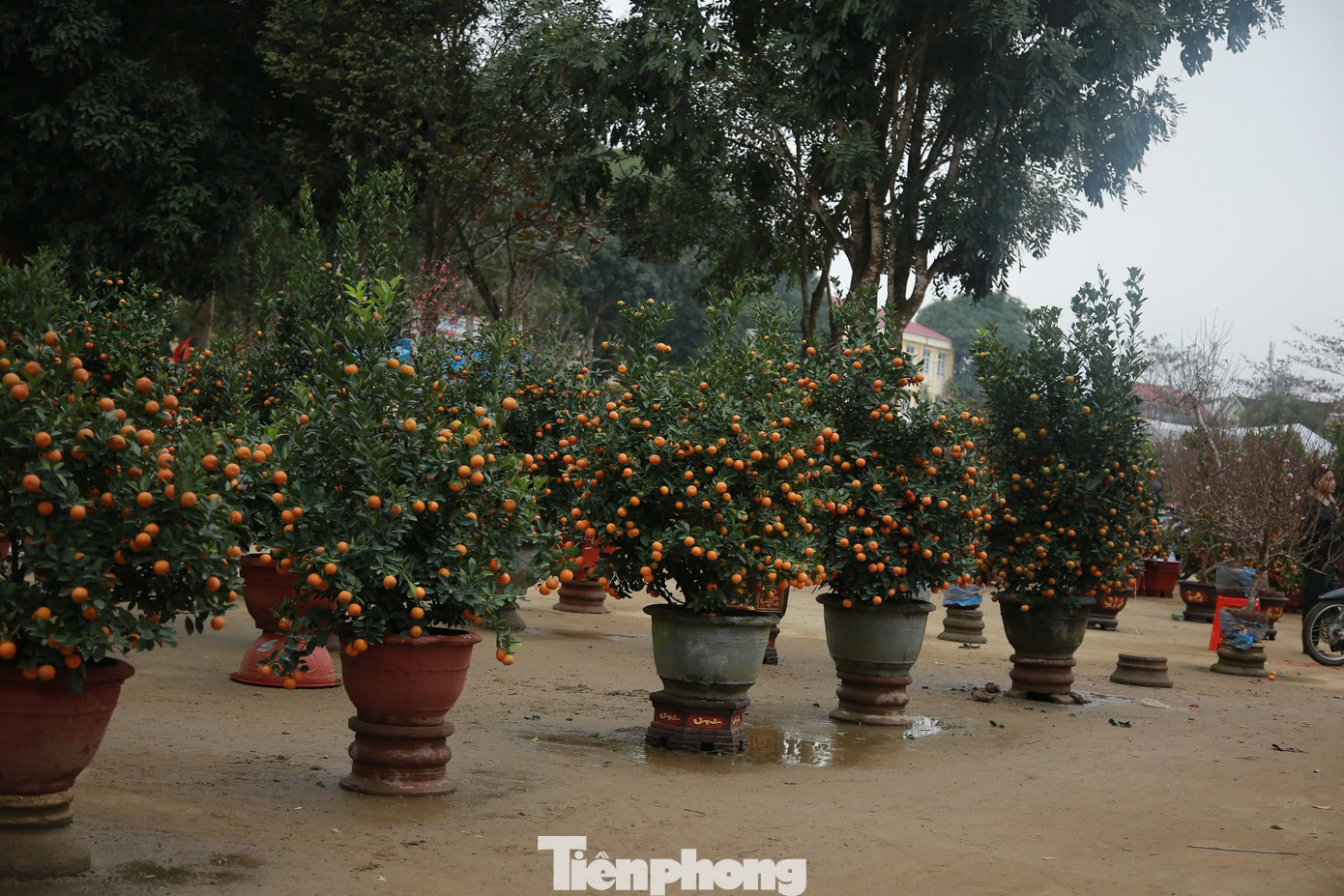 Sáng 28/1 (tức 29 Tết), ghi nhận tại điểm bán cây cảnh, hoa Tết ở huyện Hương Khê (Hà Tĩnh) các tiểu thương đồng loạt treo biển ''xả hàng'', ''đại hạ giá'' để thu hồi vốn song vẫn vắng khách mua.