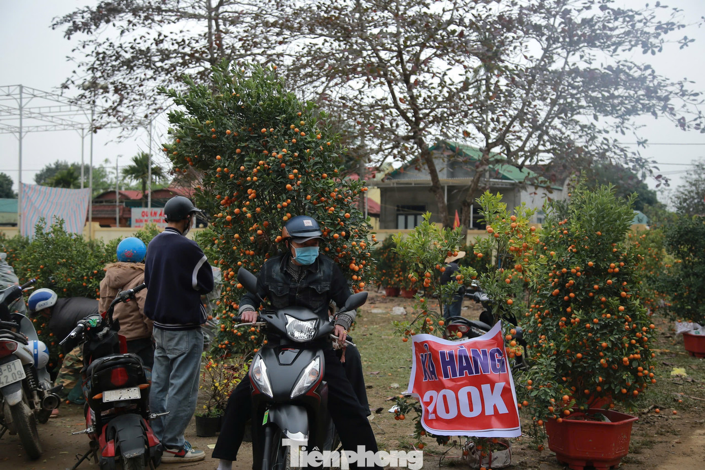 Ngày cuối cùng của năm, nhưng hàng trăm gốc quất, đào vẫn đang xếp hàng chờ khách mua. Theo nhiều tiểu thương năm nay thị trường tiêu thụ chậm, đặc biệt do thay đổi địa điểm bán cây cảnh đột ngột, nhiều người dân ở huyện Hương Khê không biết địa chỉ để đến mua nên “hàng ế” nhiều.