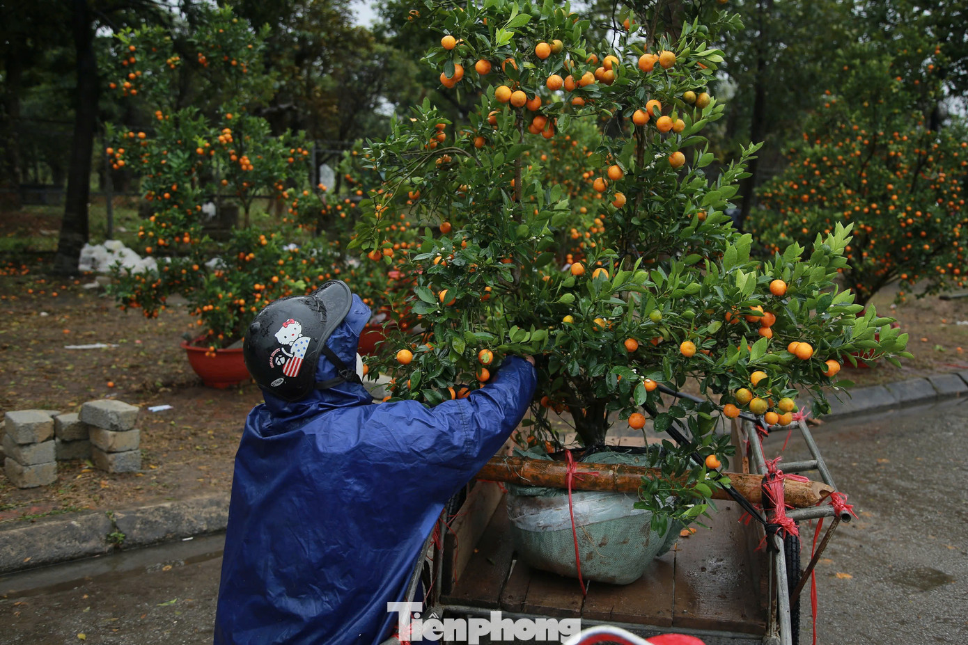 Lác đác người dân đến chọn cây hạ giá để mua trong ngày cuối cùng của năm 2024.