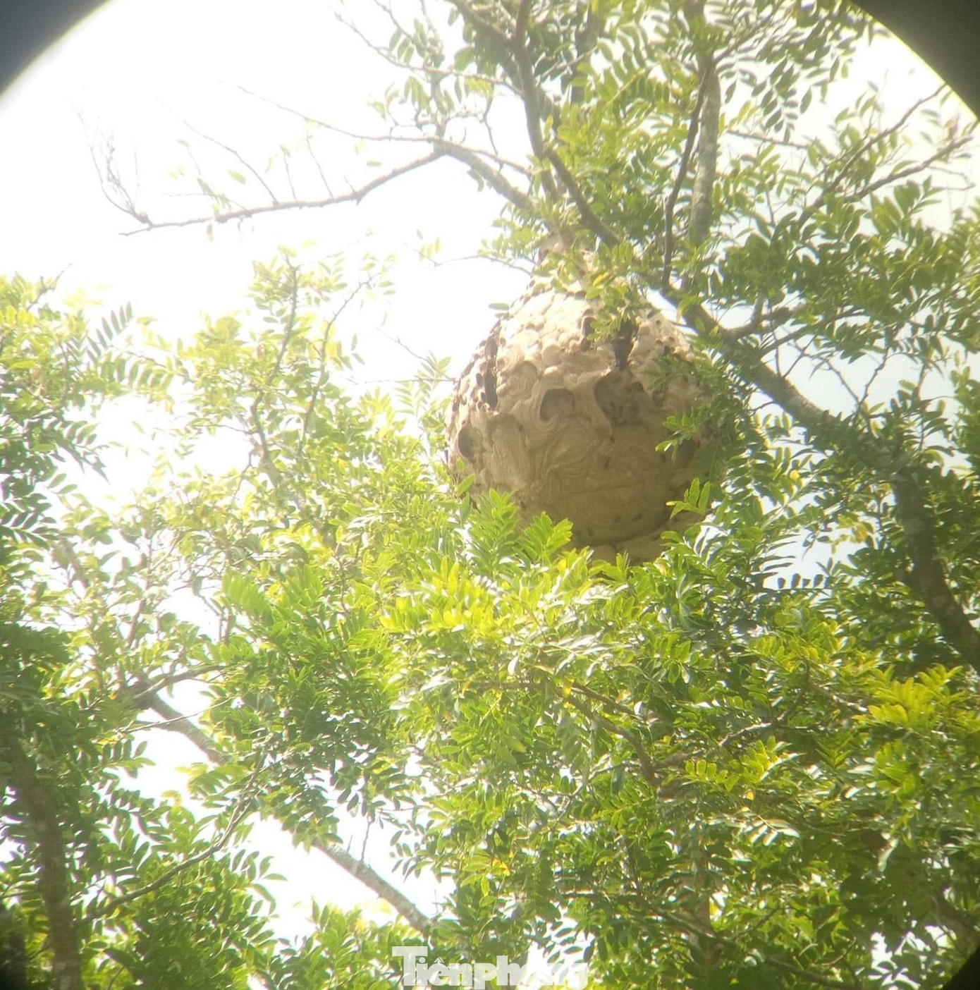 Một tổ ong được anh Dũng dùng ống nhòm phát hiện đóng trên cành cây. Một tổ ong được anh Dũng dùng ống nhòm phát hiện đóng trên cành cây.