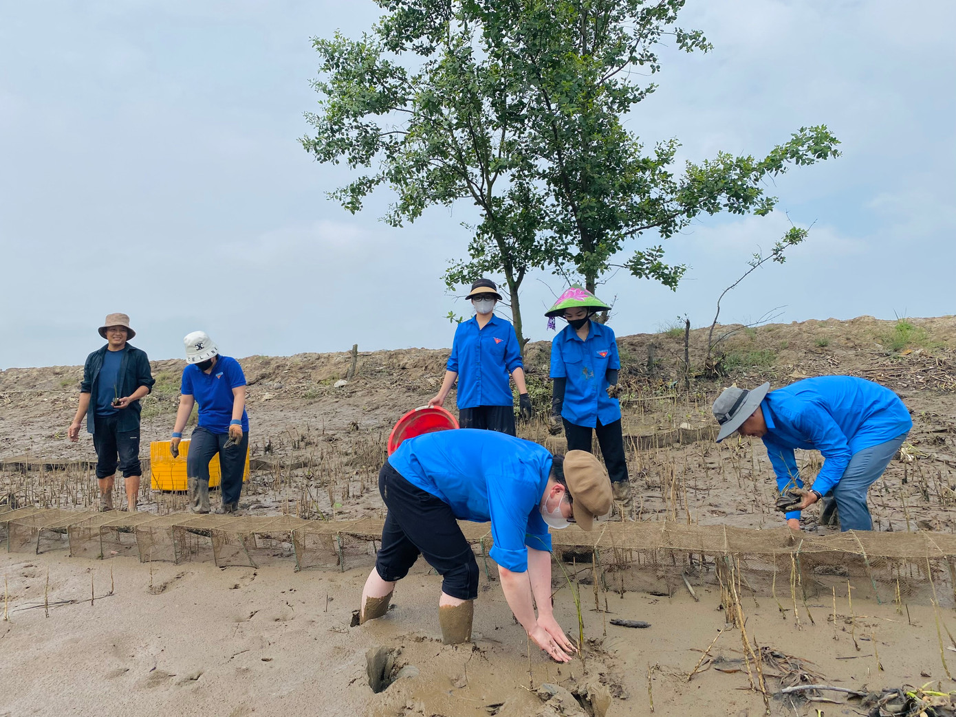 Với tinh thần xung kích tình nguyện, ngày 14/5, lực lượng đoàn thanh niên xã Thạch Hưng (thành phố Hà Tĩnh, tỉnh Hà Tĩnh) đã tham gia trồng cây dừa nước và cây tre để tạo cảnh quan và làm kè chắn sóng. Ảnh: HN