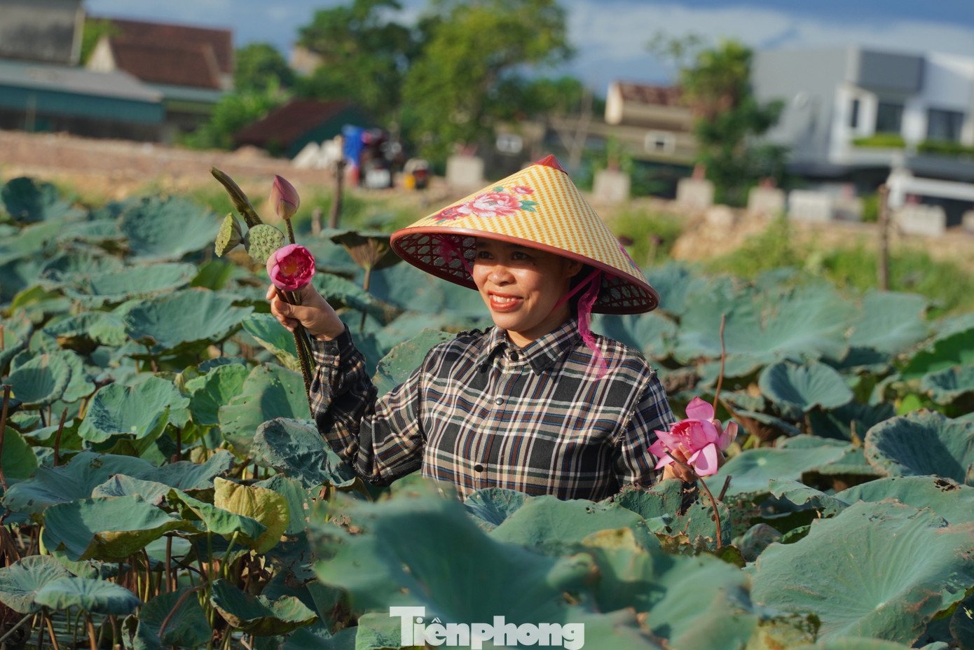 Từ 4h30' sáng, tại đầm sen lực lượng thanh niên cùng cán bộ hội nông dân và người dân đã có mặt để hái hoa. Từ 4h30' sáng, tại đầm sen lực lượng thanh niên cùng cán bộ hội nông dân và người dân đã có mặt để hái hoa.