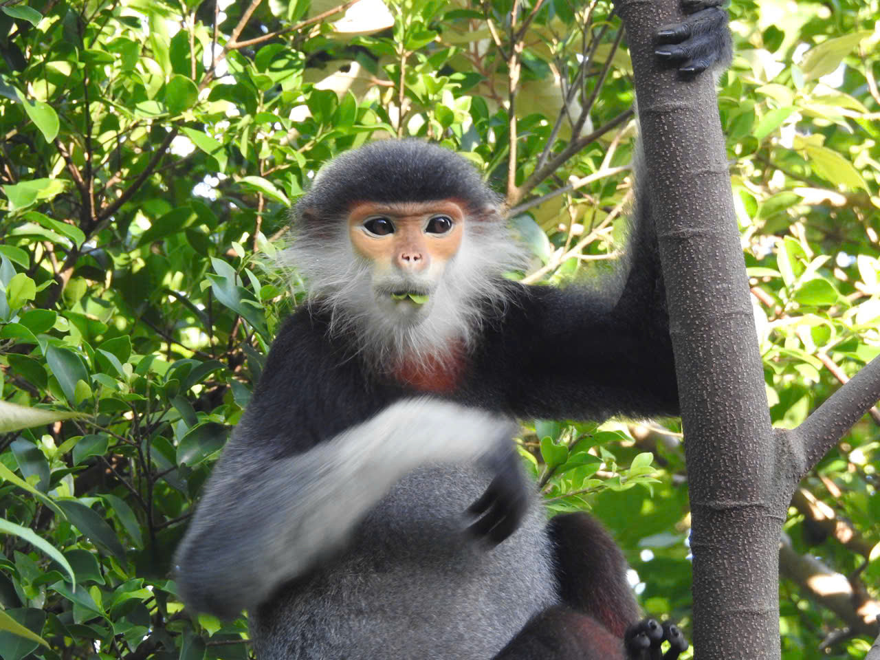 Vườn Quốc gia Vũ Quang còn là kho báu sinh học quý hiếm với hơn 1.600 loài thực vật, gần 600 loài động vật. Vườn Quốc gia Vũ Quang còn là kho báu sinh học quý hiếm với hơn 1.600 loài thực vật, gần 600 loài động vật.