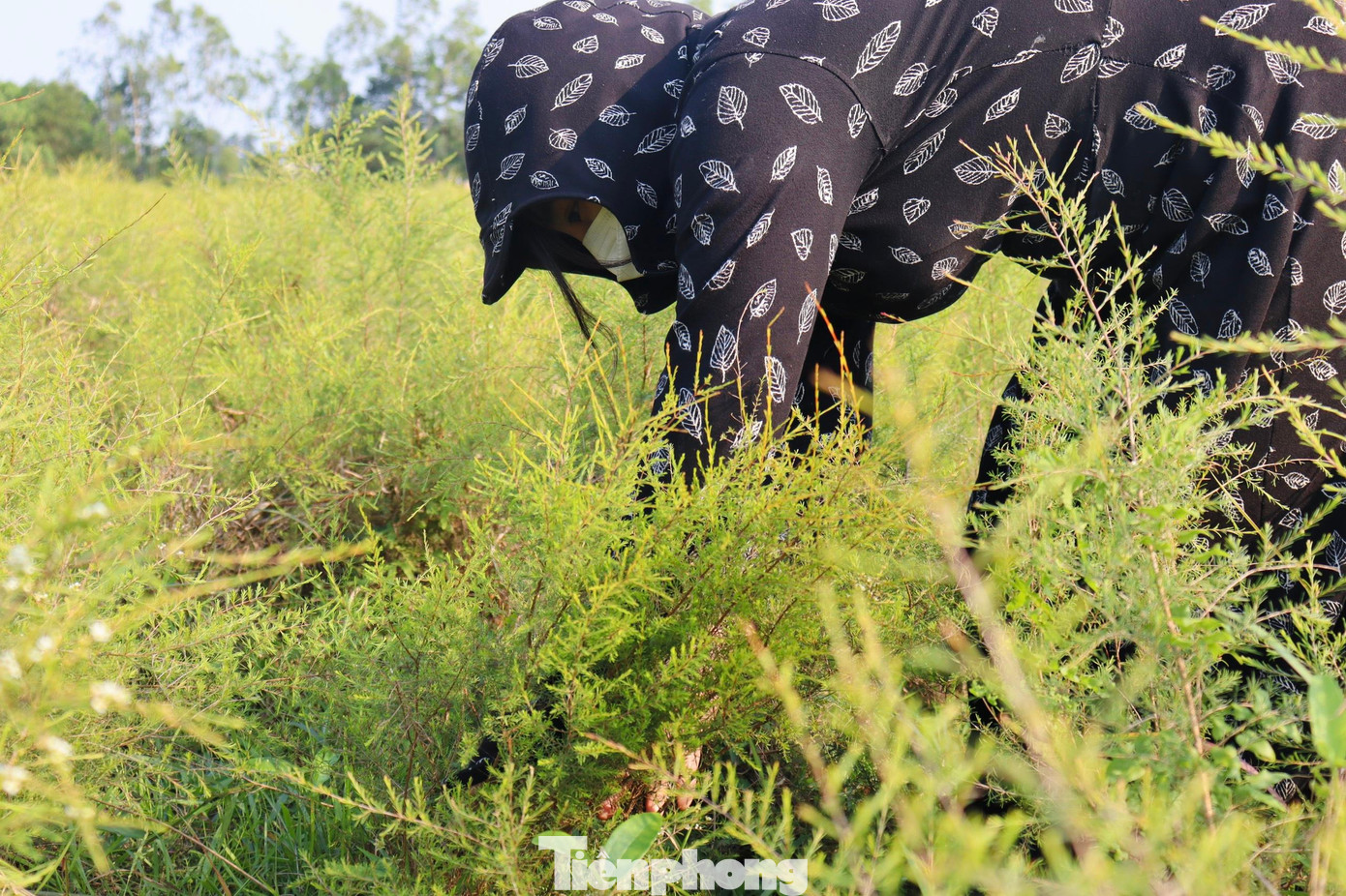 Mỗi lần cắt trện thì chỉ tỉa những cành to, dài và mập cho nên trện phát triển tốt quanh năm.