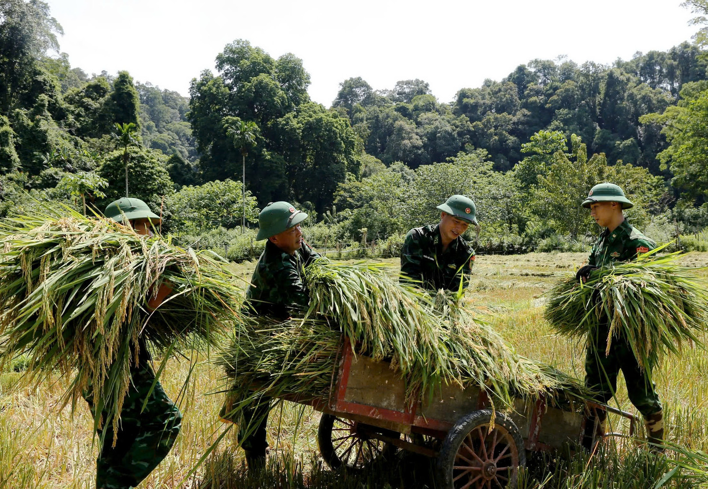 Trước dự báo sức ảnh hưởng của cơn bão số 3 rất lớn, các chiến sĩ biên phòng đã xuống đồng thu hoạch lúa &quot;chạy bão&quot;. Nhiều diện tích lúa được các chiến sĩ thu hoạch rồi đưa về nhà giúp dân.