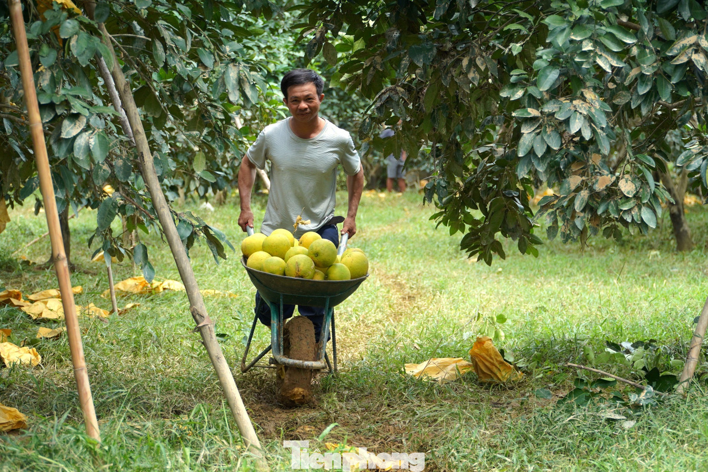 Theo ông Hiến, vì bưởi bị ngập, giá bán thấp, gia đình thiệt hại khoảng 20 triệu đồng. Vì lo sợ tiếp tục có mưa, gia đình đã gấp rút thu hái số qủa còn lại trên cây.