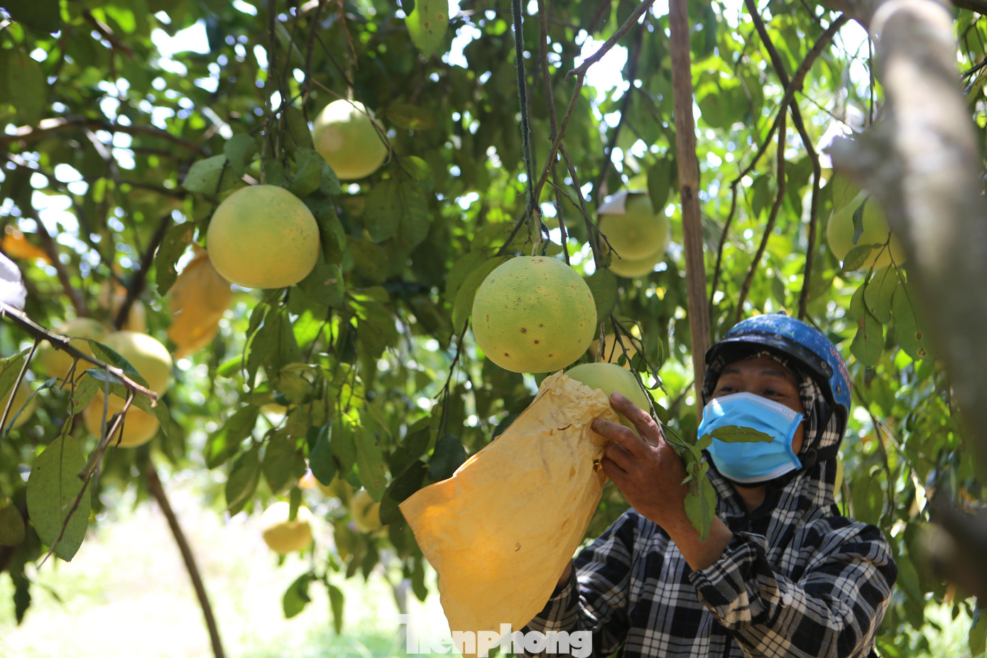 Đặc sản của Hương Khê (Hà Tĩnh) bưởi Phúc Trạch. Bưởi được trồng ở 24 xã của huyện Hương Khê. Năm nay sản lượng toàn huyện ước tính đạt 21 tấn.