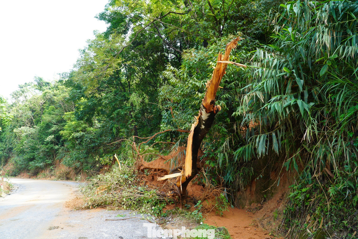 Điểm sạt lở nhỏ đất cùng cây từ núi đổ xuống đường.