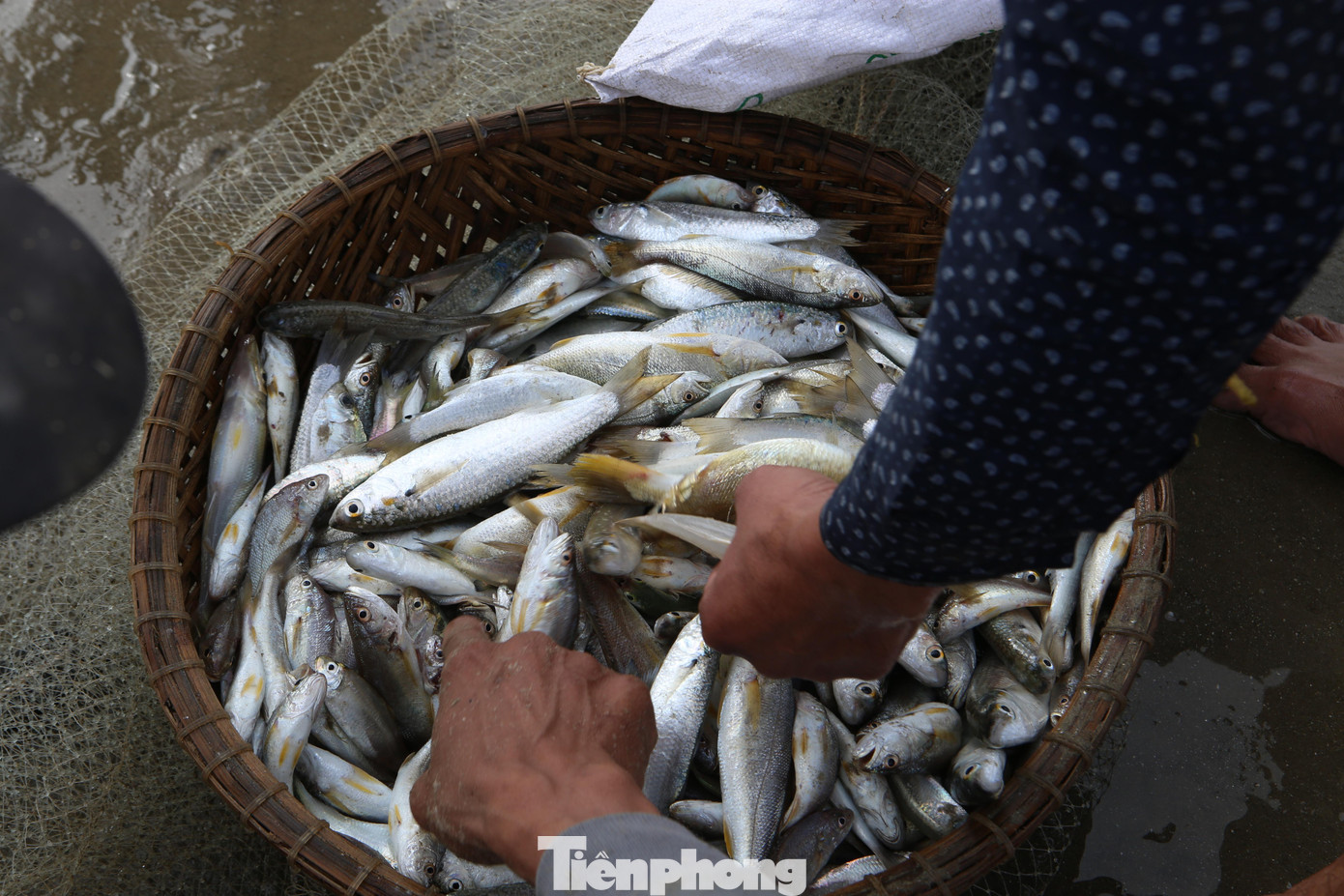 Sau khi kéo lưới vào, ngư dân chia nhau gỡ từng con cá mắc ở lưới ném giữa bãi cát rồi thu nhặt bán cho thương lái.