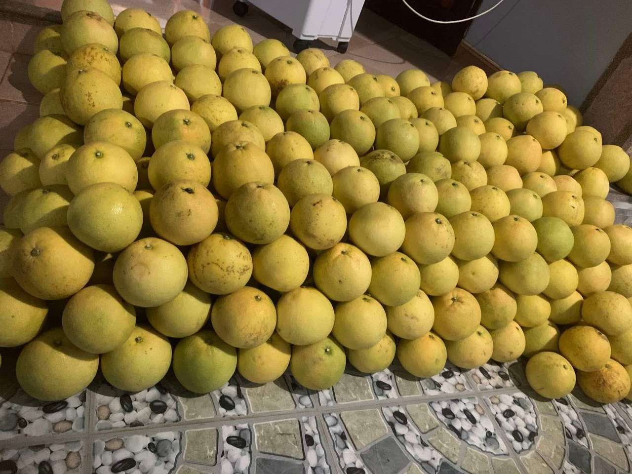 Nhiều người thu hoạch bưởi dự trữ trong nhà trước mưa lũ.