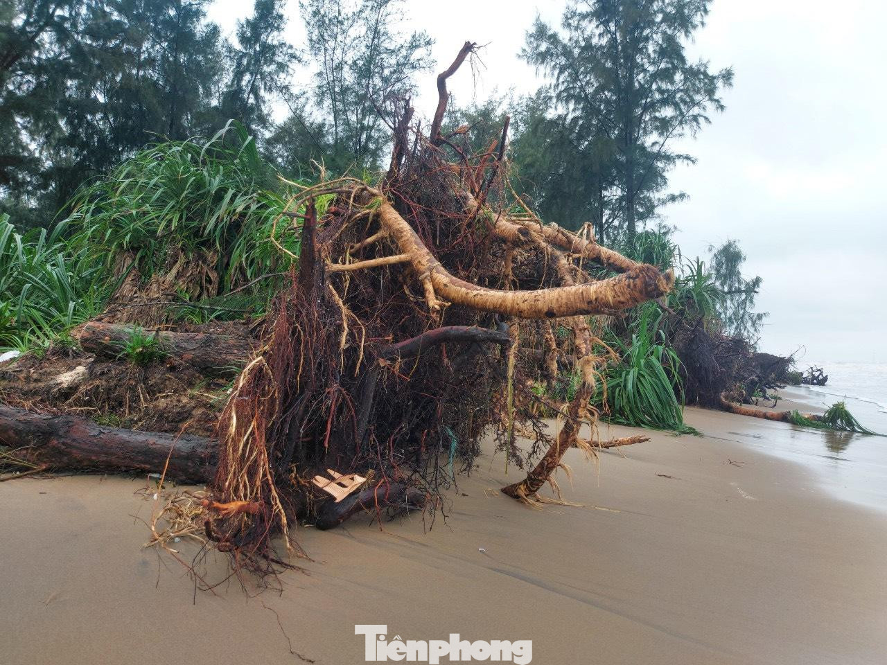 “Chúng tôi đã nhiều lần kiến nghị lên các cơ quan chức năng để đưa ra các phương án nhằm ứng phó trước mắt cũng như lâu dài”, ông Luật nói.
